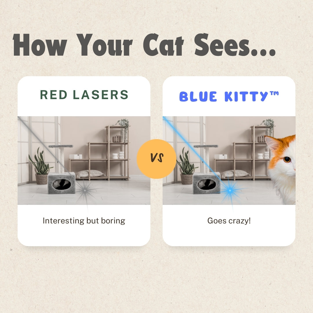 Blue Kitty™